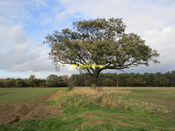 Photo 6"x4" Solitary oak South Cliffe c2014