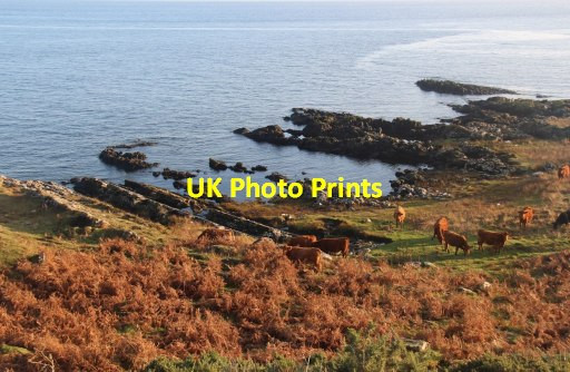 Photo 6"x4" Cattle grazing by the shore at Port Uisg Kilchattan Bay\/NS1055 c2014