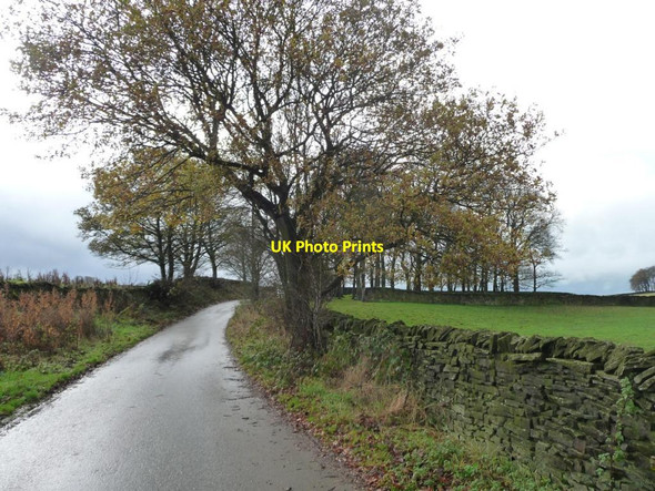 Photo 6"x4" Trees along Dennis Lane, looking south-west Silsden c2014
