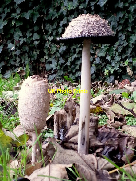 Photo 6"x4" Coprinus comatus Ross-on-Wye c2014
