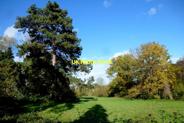 Photo 6"x4" Trees in the grounds of The Chase Ross-on-Wye c2014