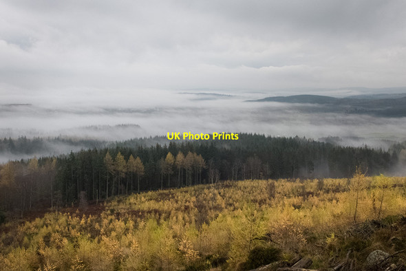 Photo 6"x4" Recently planted trees on Scolty Banchory\/NO6995 c2014