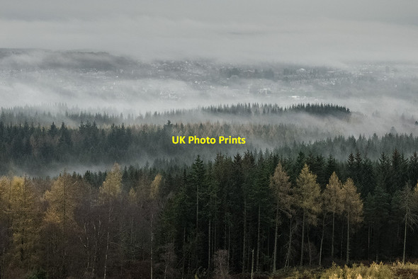 Photo 6"x4" Woodland at Scolty Banchory\/NO6995 c2014