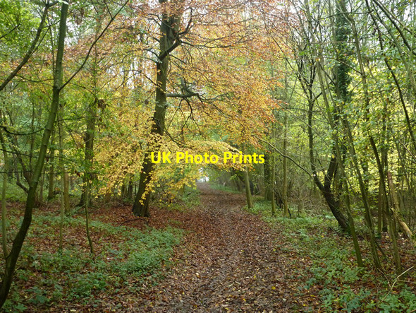 Photo 6"x4" Byway through Babies Wood Ballingdon Bottom c2014