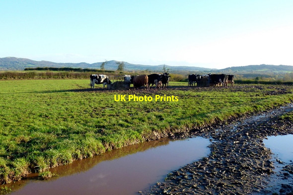 Photo 6"x4" Cattle feeder Norbridge c2014