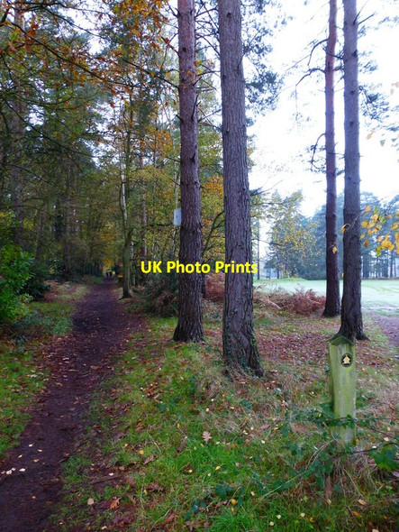 Photo 6"x4" Woodland and golf course Woking c2014
