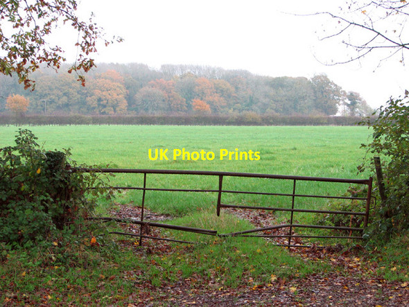 Photo 6"x4" View towards The Firs Bracon Ash c2014