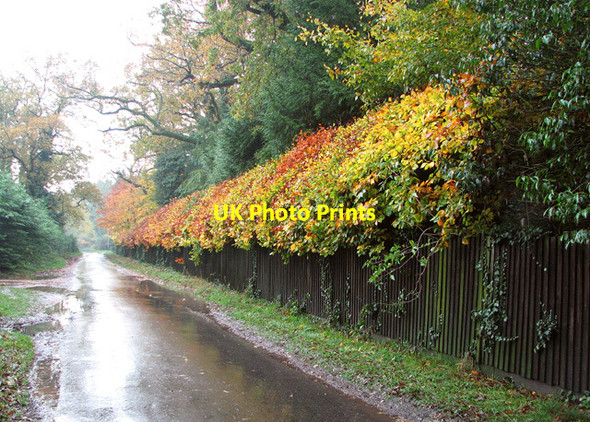 Photo 6"x4" Colourful hedge beside Long Lane Bracon Ash c2014
