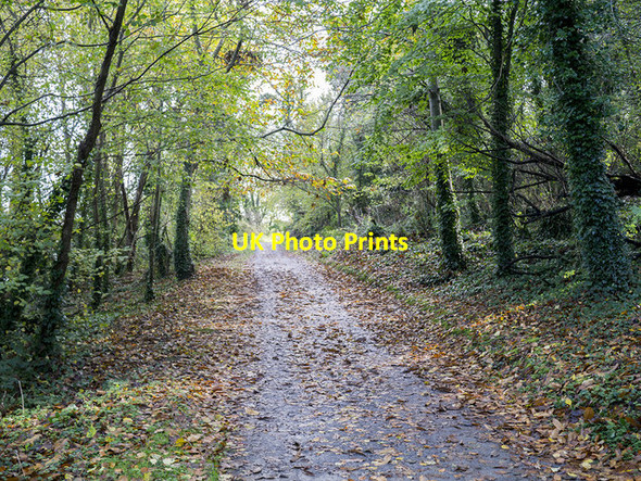 Photo 6"x4" Path, Castle Ward Strangford\/J5849 c2014