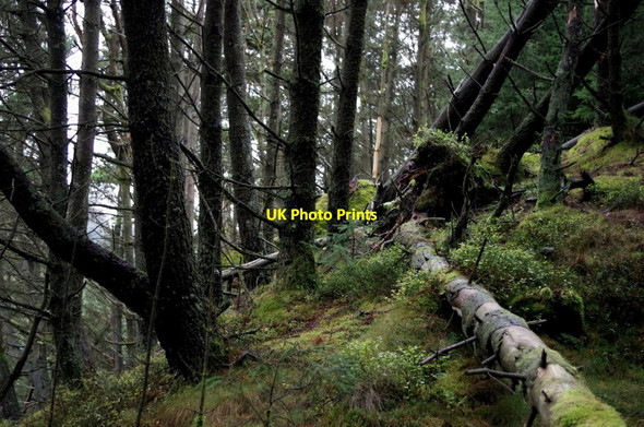 Photo 6"x4" Forest scene, Bryn Diliw Cefn\/SN8477 c2014