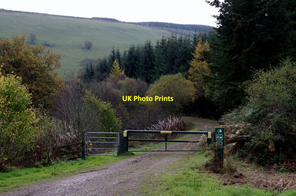 Photo 6"x4" Forest track, Nant Gwilym Llanafan-fawr c2014