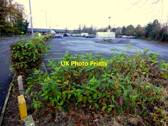 Photo 6"x4" Japanese Knotweed, Irishtown Road, Omagh Omagh c2014