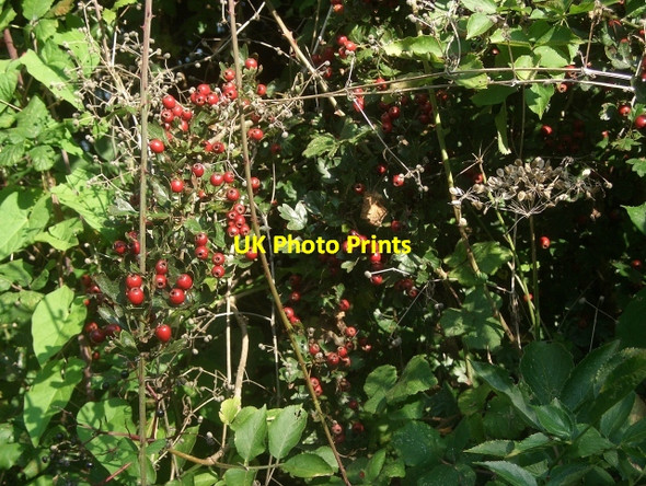 Photo 6"x4" Red berries in a hedgerow near Nottage Porthcawl c2014