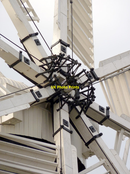 Photo 6"x4" A genuine arachnid Great Hale c2014