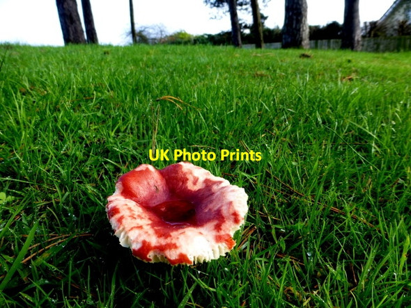 Photo 6"x4" Fungus, Knockgreenan Avenue, Omagh (2) Omagh c2014
