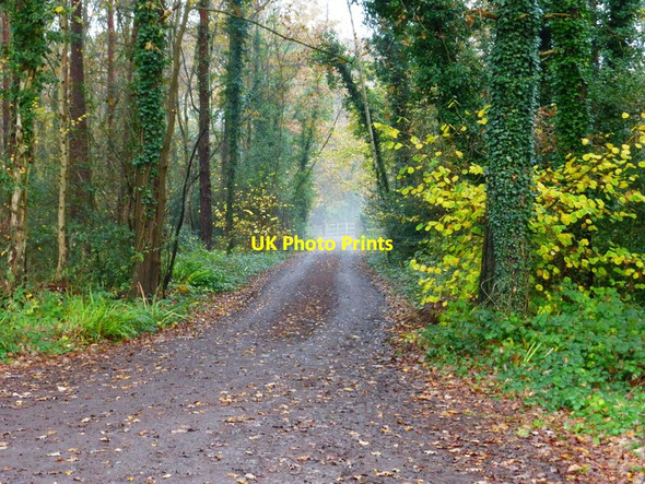 Photo 6"x4" Driveway going westwards from Horsell Common Road Woking c2014