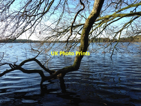 Photo 6"x4" Dipping the lough, Loughmacrory Milltown\/H5775 c2014