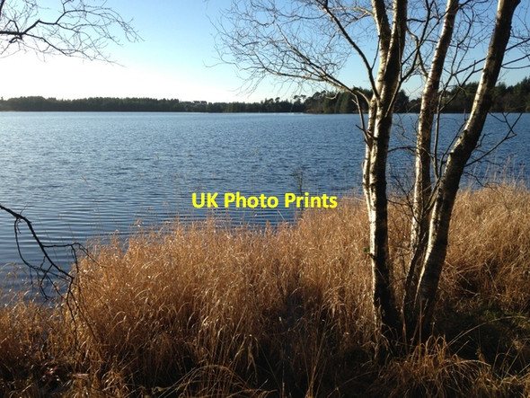 Photo 6"x4" Grasses and tree, Loughmacrory Milltown\/H5775 c2014