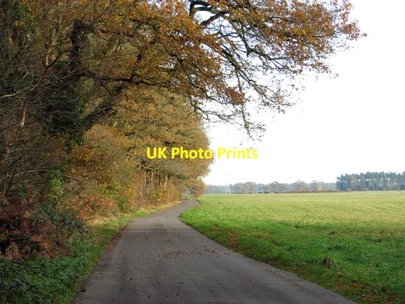 Photo 6"x4" The southern edge of Sawmill Wood Rougham\/TF8320 c2014