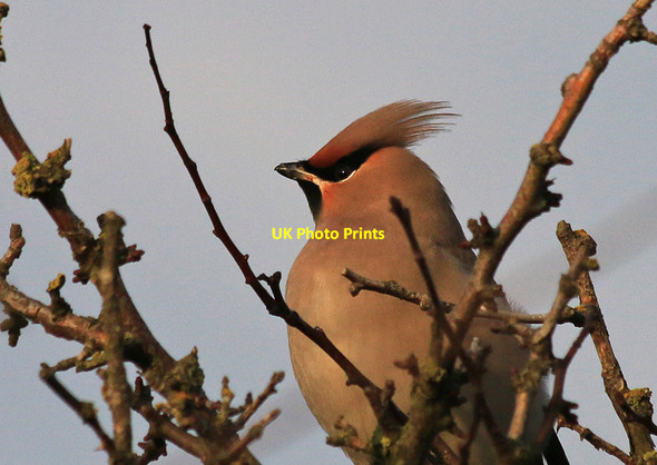 Photo 6"x4" Waxwing, a winter visitor to Holy Island Holy Island\/NU1241 c2014