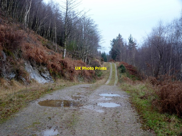 Photo 6"x4" Forest road heading for Carrick Castle Ardentinny c2014