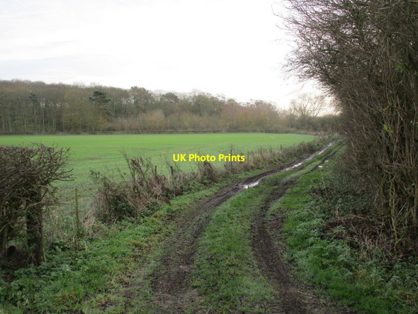 Photo 6"x4" Track to Turtle Hill Wood Harpham c2014