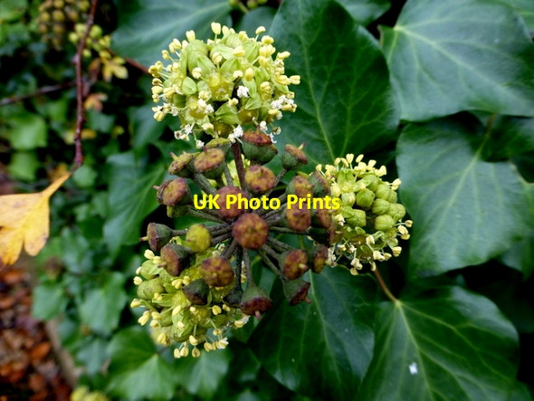 Photo 6"x4" Ivy blossoms, Omagh Omagh c2014