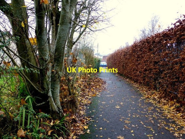 Photo 6"x4" Fallen leaves, Omagh Omagh c2014