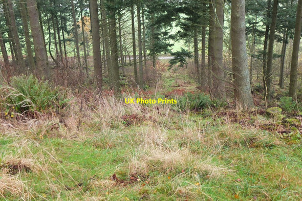 Photo 6"x4" Gas pipeline route, Cademuir Forest Peebles\/NT2540 c2014