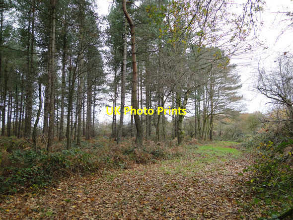 Photo 6"x4" A ride at the edge of coniferous woodland Pockthorpe\/TF8127 c2014