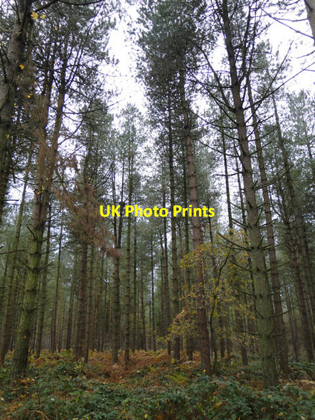 Photo 6"x4" Tall conifers Pockthorpe\/TF8127 c2014