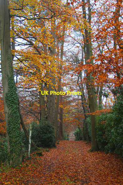 Photo 6"x4" Autumnal drive off Felcourt Road Felcourt c2014