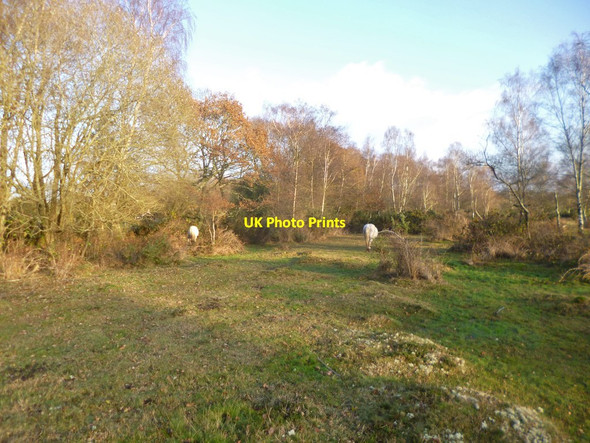 Photo 6"x4" Plaitford Common, ponies Plaitford c2014