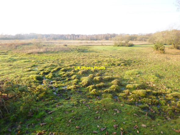 Photo 6"x4" Plaitford Common, tussocks Plaitford c2014