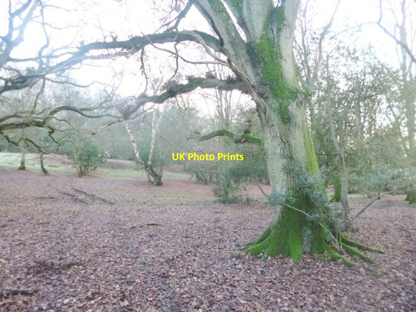 Photo 6"x4" Plaitford Common, Deazle Wood Nomansland\/SU2517 c2014