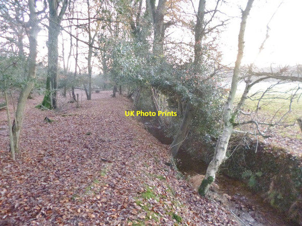 Photo 6"x4" Deazle Wood, boundary ditch Nomansland\/SU2517 c2014