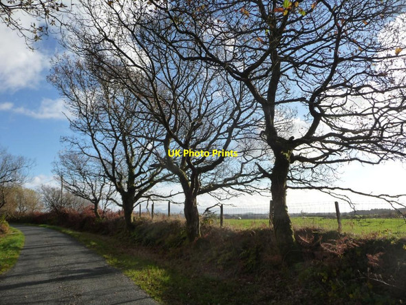 Photo 6"x4" Trees along the road to Llecheiddior Llecheiddior\/SH4743 c2014