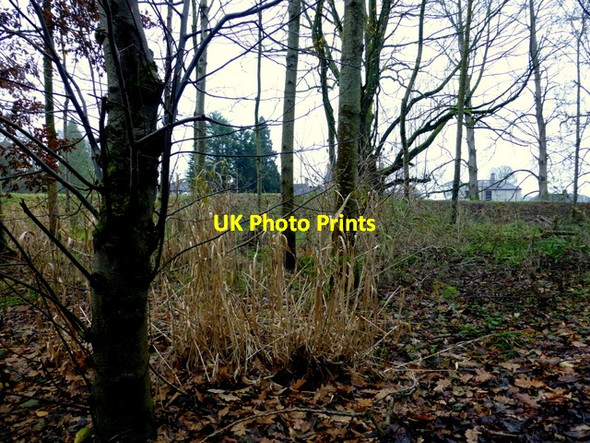 Photo 6"x4" Woodland, Omagh Omagh c2014