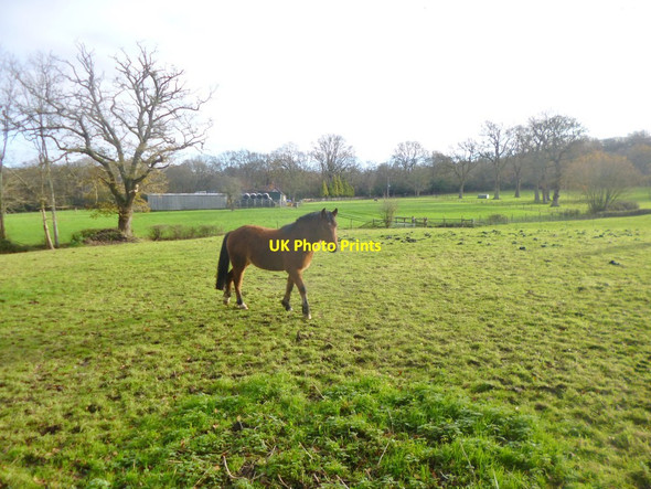 Photo 6"x4" Stoney Cross, horse grazing Upper Canterton c2014