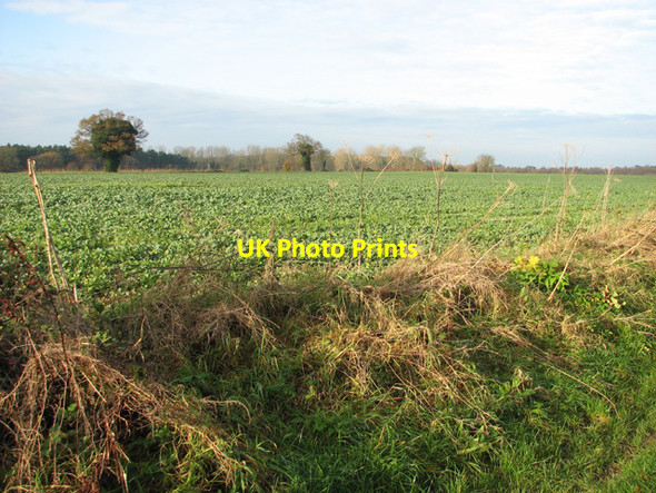 Photo 6"x4" Brassica crop by East Carleton East Carleton c2014