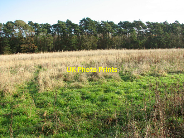 Photo 6"x4" Small wood in East Carleton East Carleton c2014