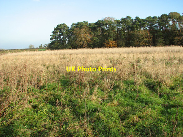 Photo 6"x4" Small wood in East Carleton East Carleton c2014 P1