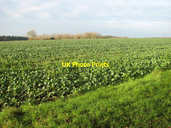 Photo 6"x4" Brassica crop in winter sunshine East Carleton c2014