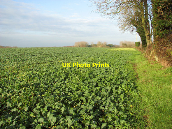 Photo 6"x4" Brassica crop field by East Carleton East Carleton c2014