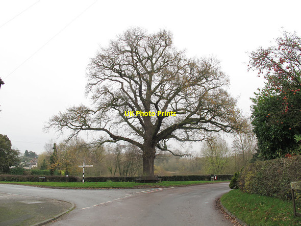 Photo 6"x4" Tree in the centre of Marbury village Marbury c2014