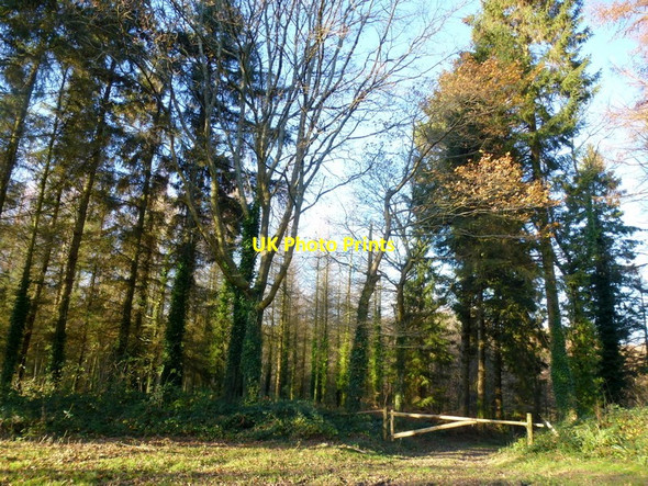 Photo 6"x4" Coed y Fferm Usk\/Brynbuga c2014