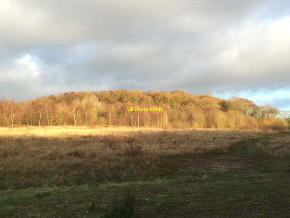 Photo 6"x4" Podmore Wood from the main track at Bateswood Alsagers Bank c2014