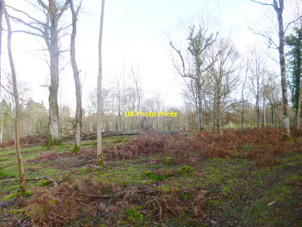 Photo 6"x4" Canterton, Pipers Copse Brook\/SU2714 c2014