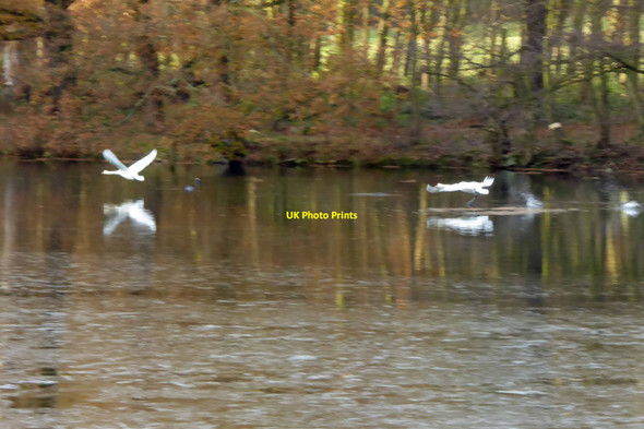 Photo 6"x4" Only two swans a swimming on the 6th day of Christmas Foulby c2014