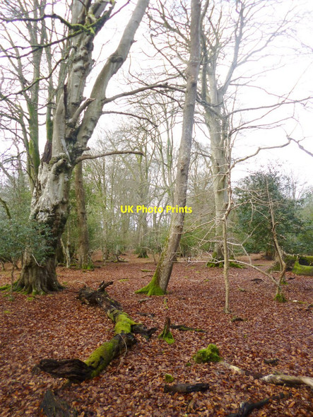 Photo 6"x4" Brook Wood Brook\/SU2714 c2014